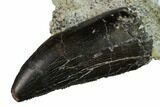 Serrated, Allosaurus Tooth - Bone Cabin Quarry, Wyoming #171235-2